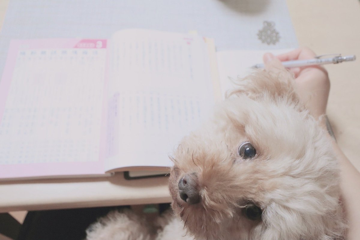 percy_k_k's tweet photo. 社内の試験に向けて久しぶりに勉強中！いやー腰が痛い。その上、犬さんがお邪魔してきて全然進まない☺️ https://t.co/md0oCSoTEo