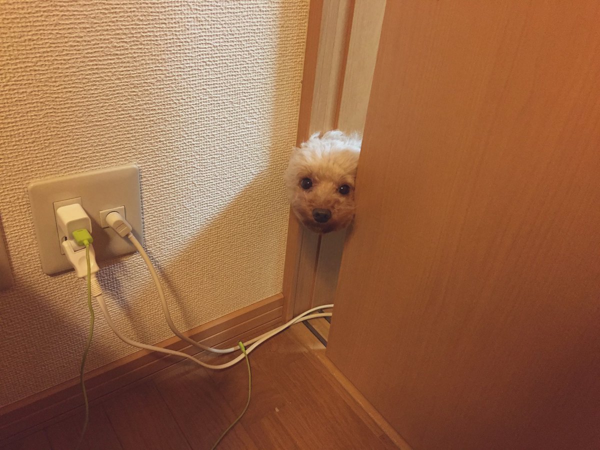 percy_k_k's tweet photo. 社内の試験に向けて久しぶりに勉強中！いやー腰が痛い。その上、犬さんがお邪魔してきて全然進まない☺️ https://t.co/md0oCSoTEo