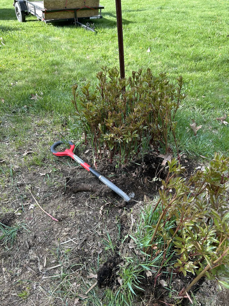 PlanetBlueberry's tweet photo. #EarthDay2024 is always a super happy day for me. I Love our #Earth and #EveryDayIsEarthDay when you live with 1000 blueberry bushes!! https://t.co/SRLVG6Bgk9