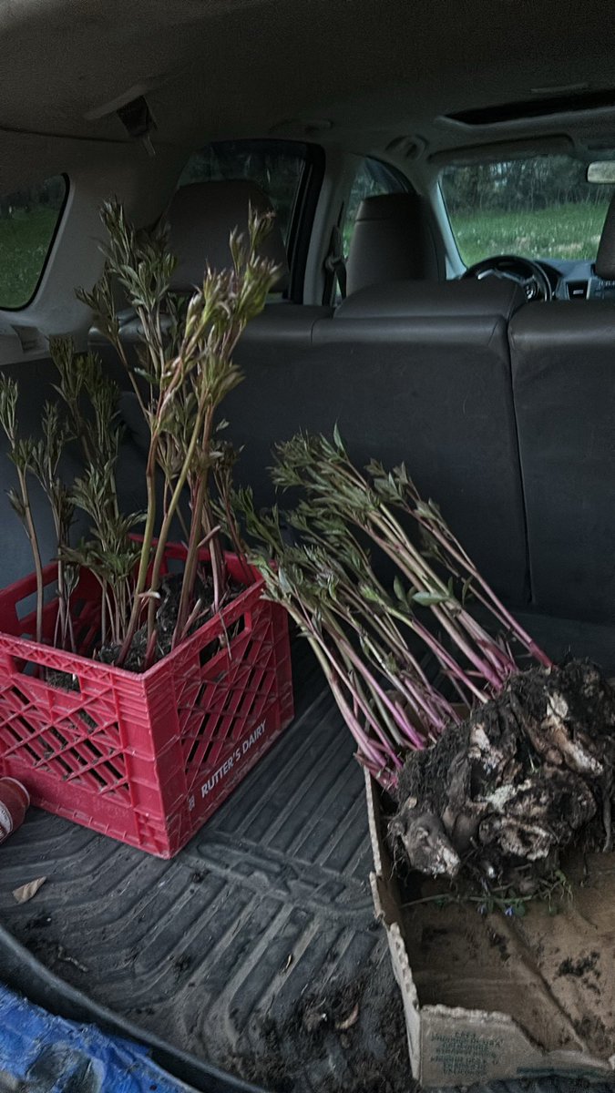 PlanetBlueberry's tweet photo. #EarthDay2024 is always a super happy day for me. I Love our #Earth and #EveryDayIsEarthDay when you live with 1000 blueberry bushes!! https://t.co/SRLVG6Bgk9