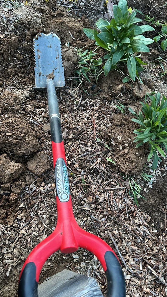 PlanetBlueberry's tweet photo. #EarthDay2024 is always a super happy day for me. I Love our #Earth and #EveryDayIsEarthDay when you live with 1000 blueberry bushes!! https://t.co/SRLVG6Bgk9
