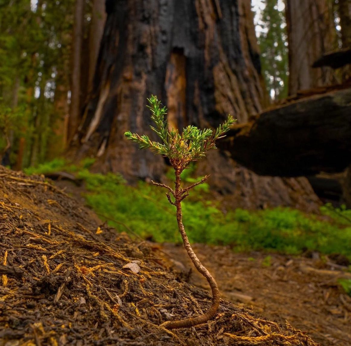 Go short tree, it's your #EarthDay!