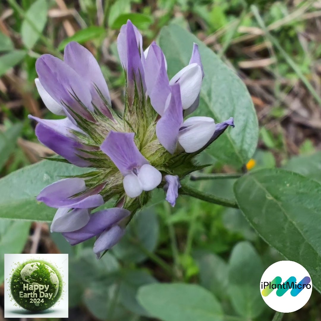 iPlantMicro's tweet photo. Happy Earth Day! Our only home needs our respect everyday. This year we want to honor a little unknown species that served as one of the main model plants during last year at @iplantmicro, and would keep going! Do you guess the name? @itqbnova @greenit_bio4sus #EarthDay2024 https://t.co/4fHR3hTDsx
