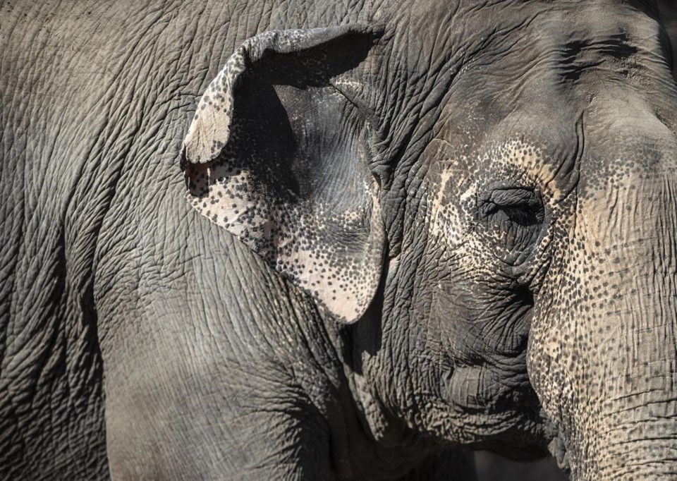 'This would essentially phase out elephants in Canada,' argues Trish Garth, manager of African Lion Safari, home to all but 6 of Canada's elephants. Canadian senators debate over bill S-15, which would restrict elephant and ape breeding. mountainviewtoday.ca/environment-ne… Photo of #Lucy