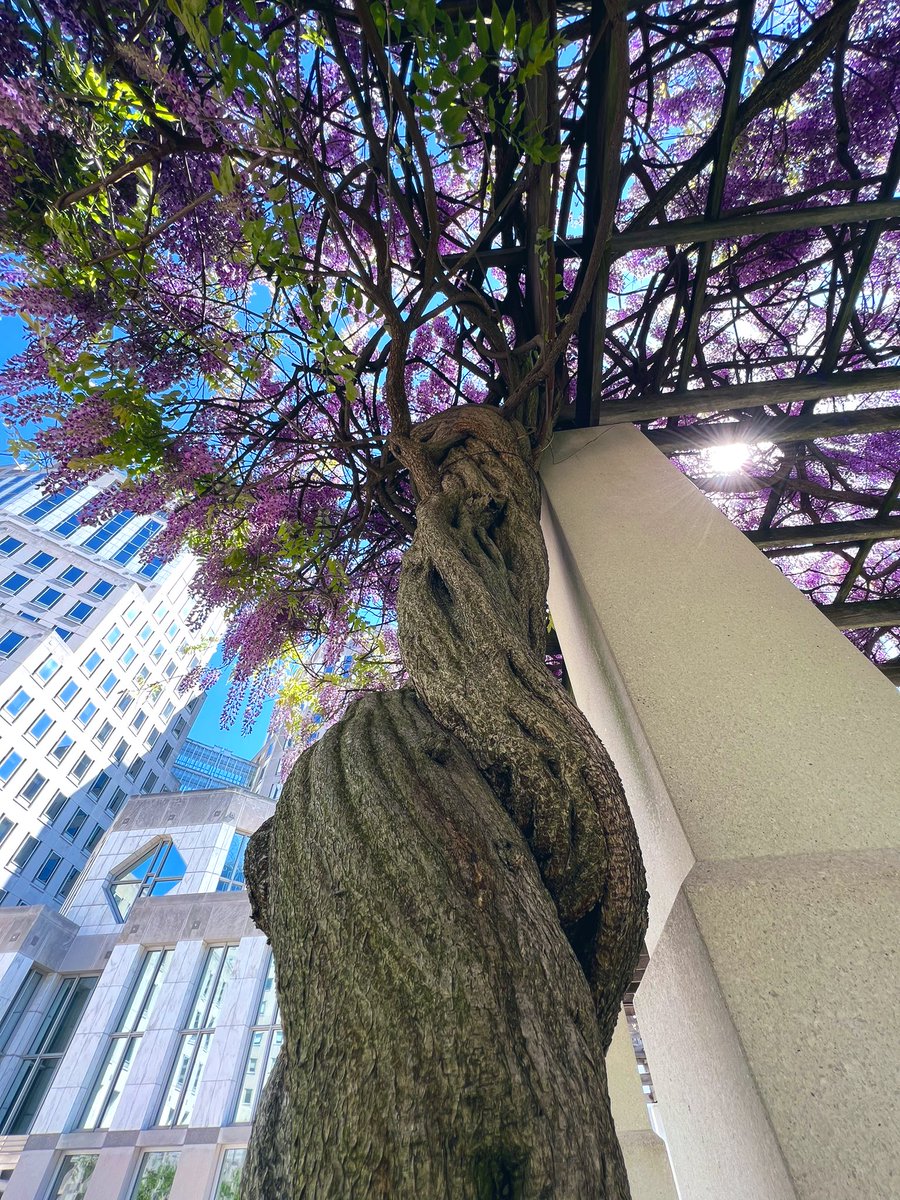 sliprockseeker's tweet photo. Happy #MondayMorning
#SunSeekers #TreePeople
Earth’s 💜 is all around https://t.co/kmdIkegxjz