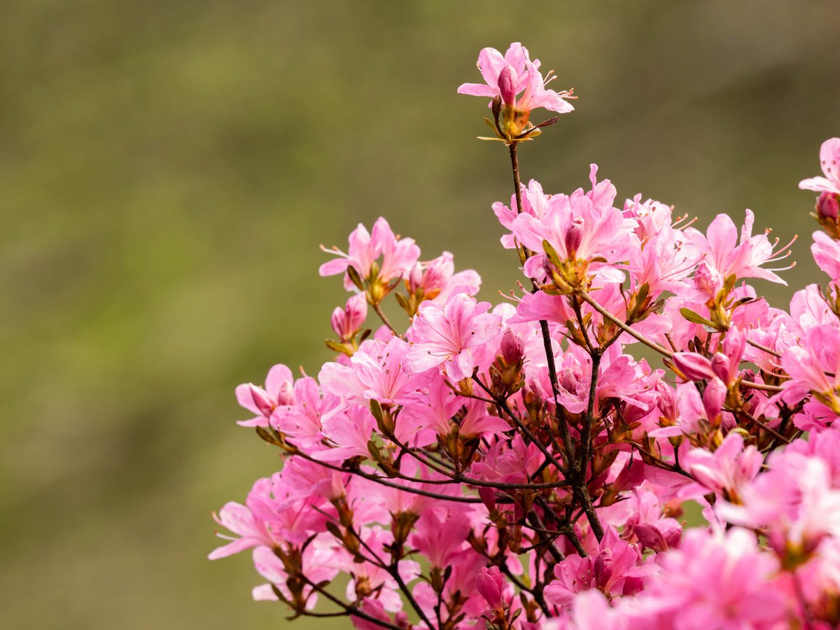 Red-tailed Bumblebee, Pheasant and azalea.