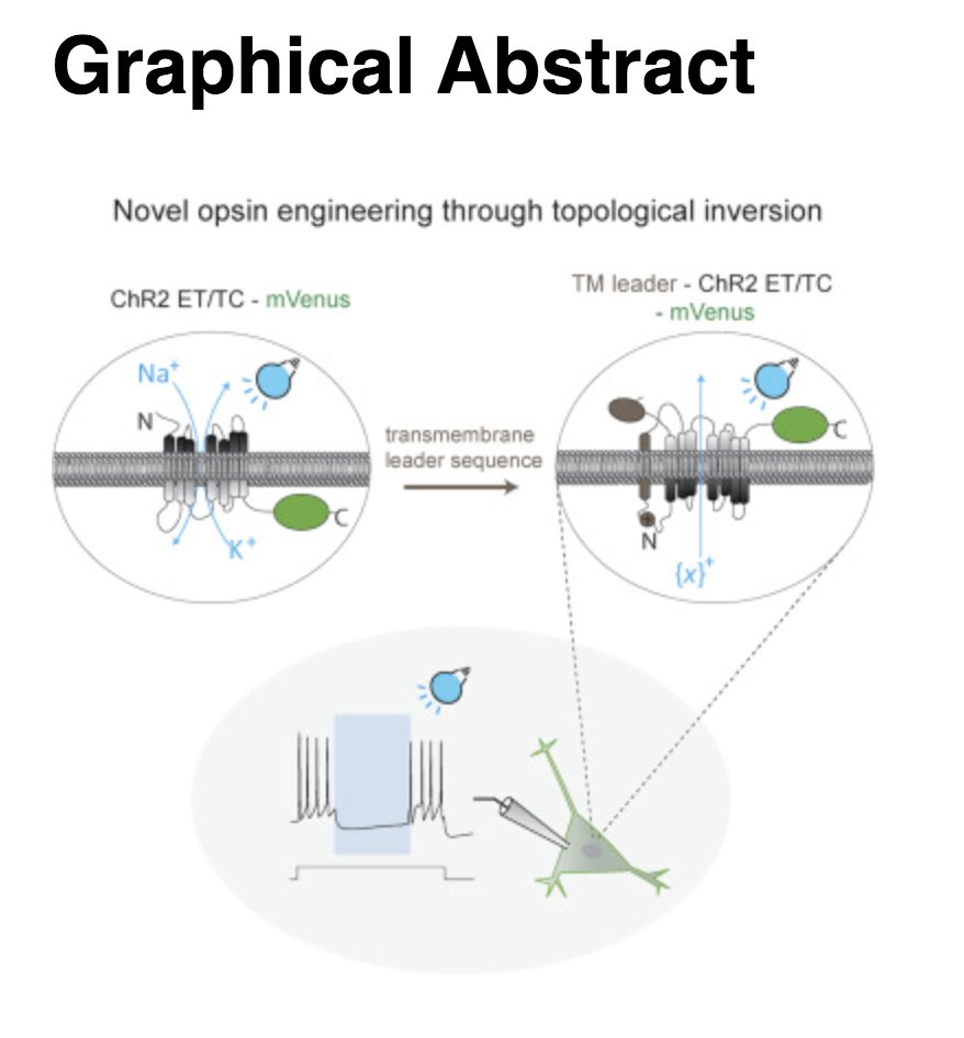 Expanding the Optogenetics Toolkit by Topological Inversion of Rhodopsins

cell.com/cell/fulltext/…