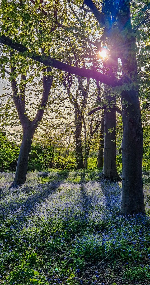 A carpet of blubells near Thriplow in Cambridgeshire. Early Sunday evening was the perfect time to go out for a ride with very little traffic.
#cycling #EastAnglia
