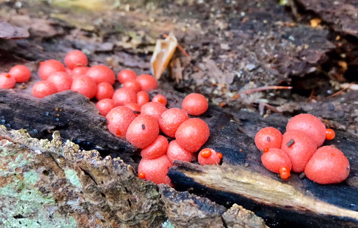 cloudymamma's tweet photo. Nature’s Bubblegum bubbles…
Aka…the amazing Wolf’s Milk Slime Mould!
a single-celled amoeba that creeps on dead plant material in long thin strands, engulfing and digesting bacteria!
On today’s dog walk
#ThePhotoHour #Mould #WolfsMilk https://t.co/nakoHLVwAv