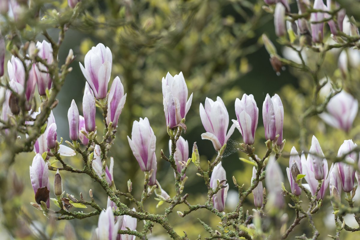 Enjoy a visit to our award-winning gardens this spring to enjoy the sight of delicate pink cherry blossom and the beautiful, sweet fragrance of magnolia filling the air. It’s a great season to take a peaceful stroll through the garden. bit.ly/3PdxpXS #BlossomWatch