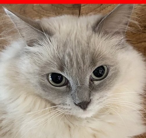 Lost kitty Lacey Town and State: #EastGreenwich #RI Last seen: Quaker Lane/Major Potter Rd Warwick Stonebridge Crossing condominiums Large Ragdoll off site with tan face and white back feet (4014865898 with any sightings buff.ly/3Wa95tL #LostCat #RhodeIsland