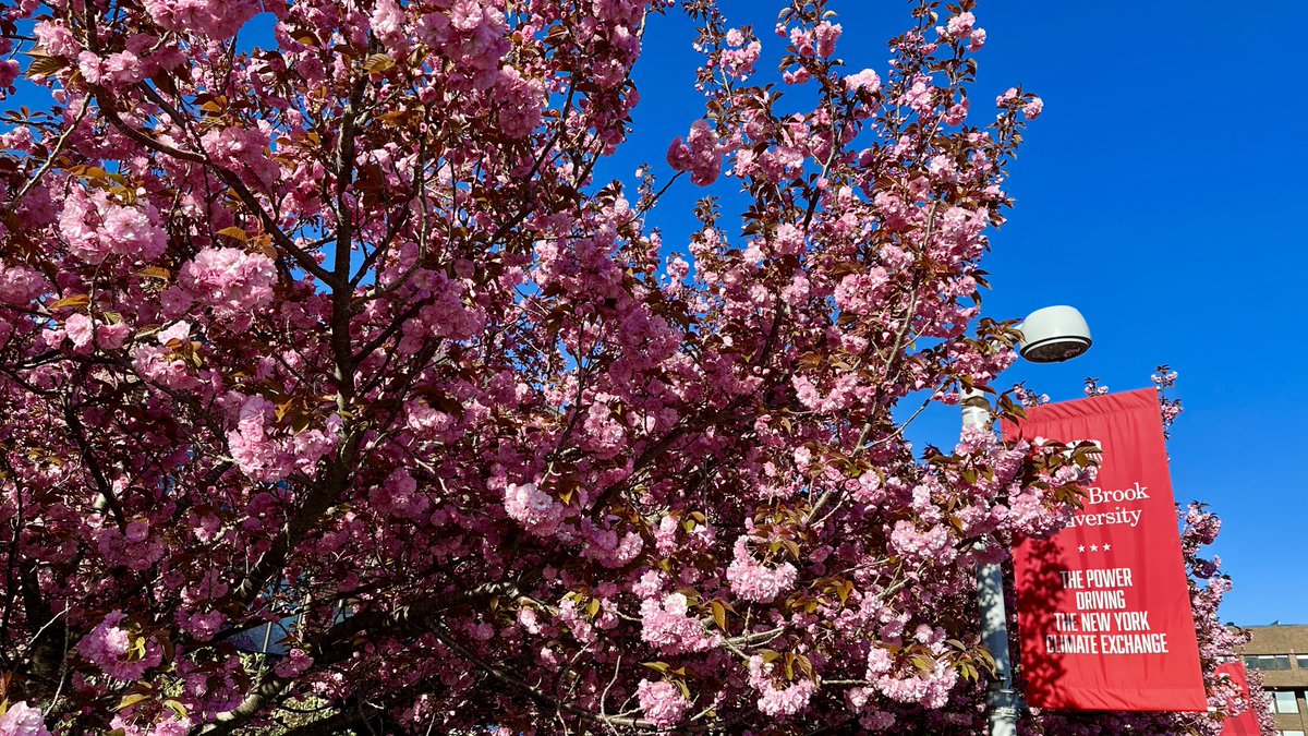 Sakura blooming on ⁦@stonybrooku⁩ campus in glorious April morning sun:
