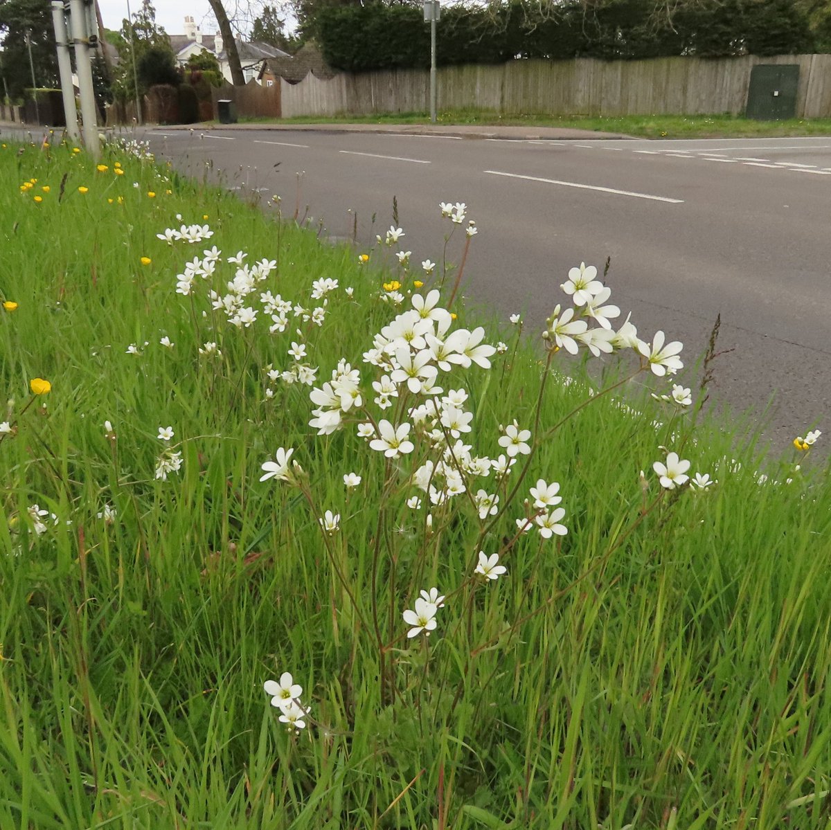 Beautiful road verge Meadow Saxifrage, Saxifraga granulata, in LB Bromley. 🤍  Thanks to @steven_lofting for alerting me that it was in flower.