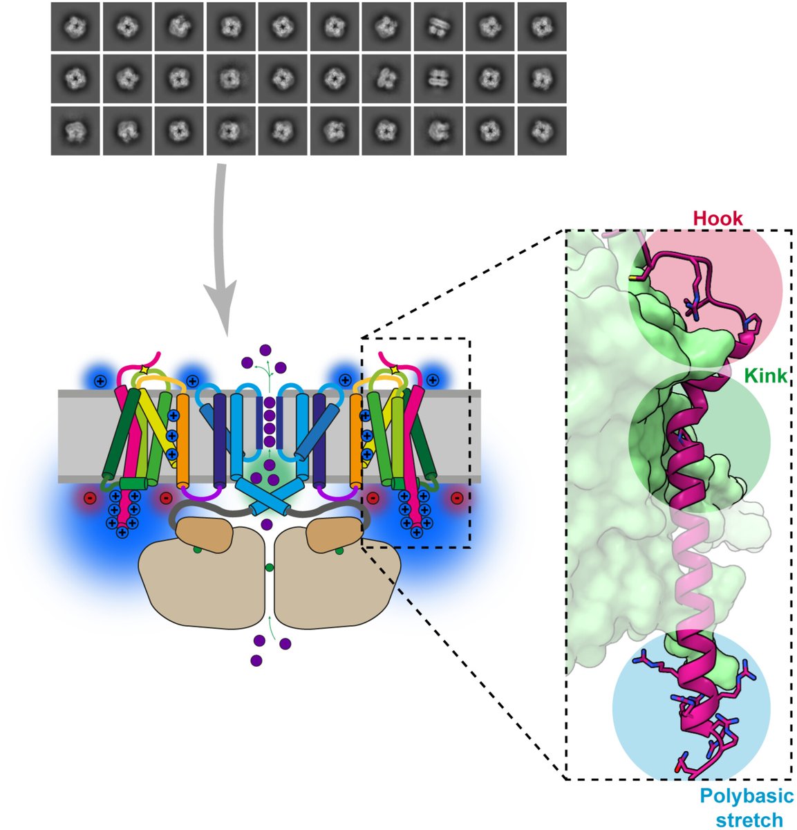 🎨 Featured on the cover of our latest issue: #CryoEM structure of the #Slo1 potassium channel with the auxiliary γ1 subunit Read the article here: doi.org/10.1002/1873-3… @TobiasRaisch @Intein @mpimoph