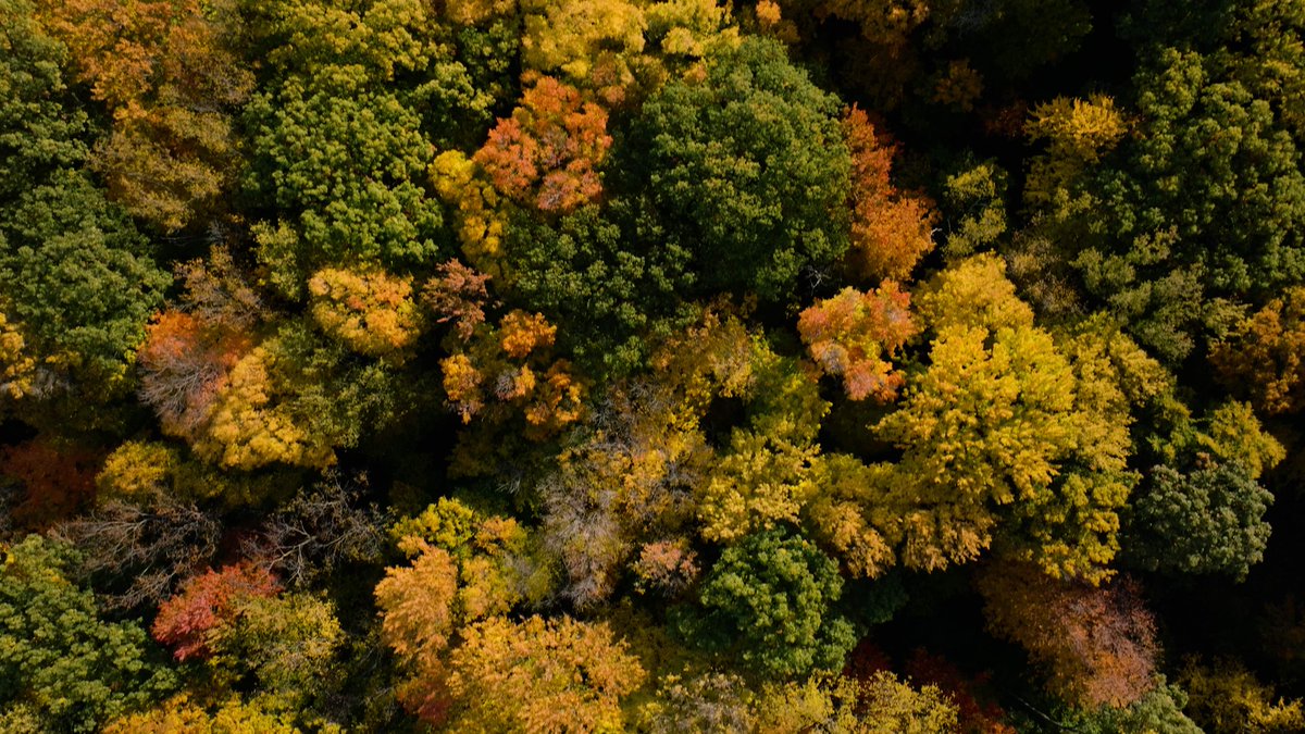 Researchers and faculty across campus are using MSU's 700 acres of natural space as part of the classroom. go.msu.edu/7mC5