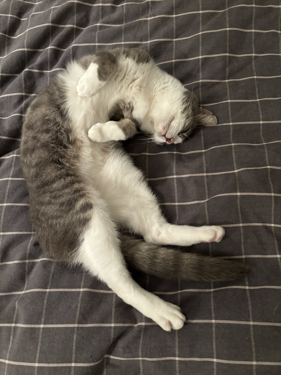 Rose Galloway Green 🌻🏳️🌈 tweet media