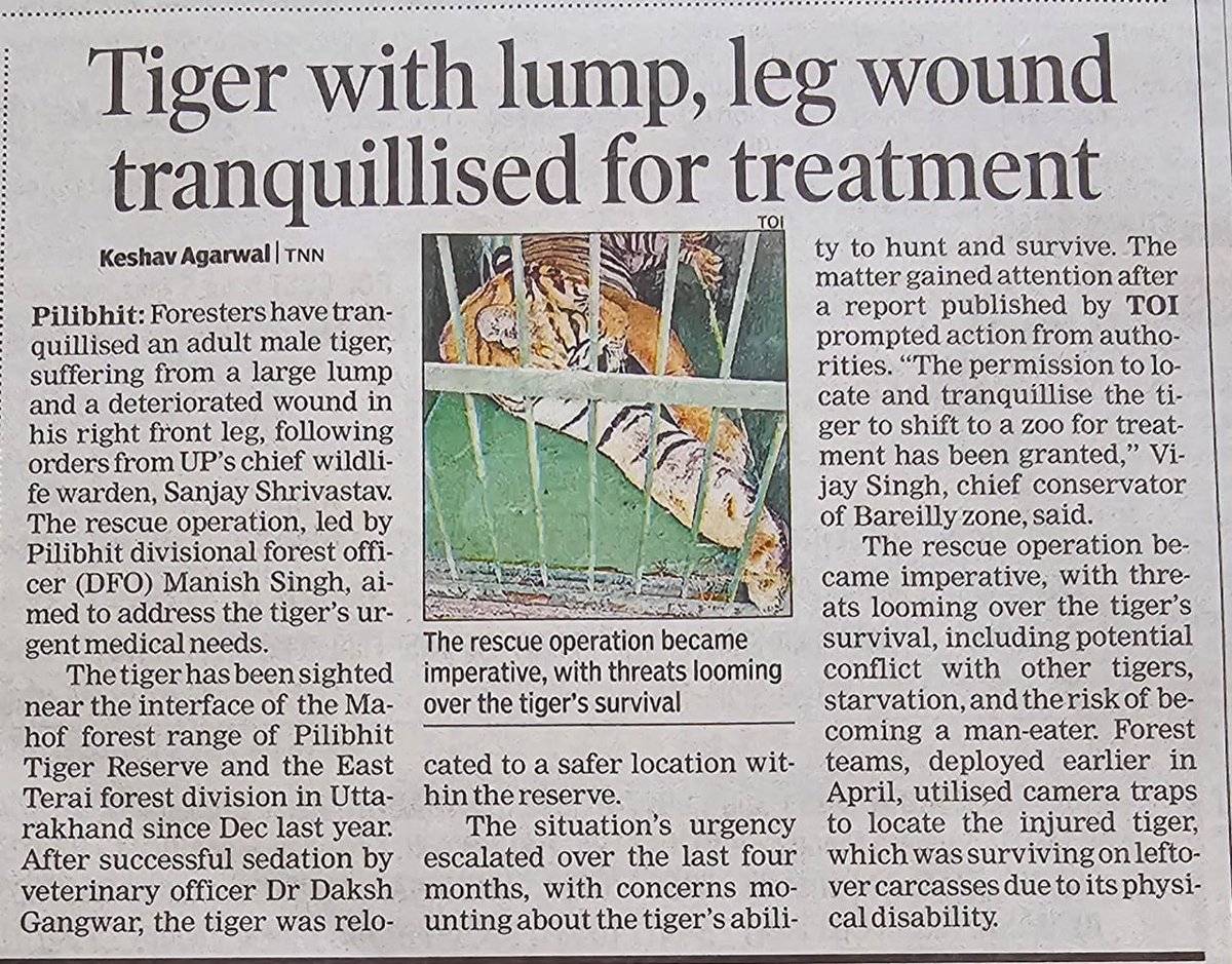 #PilibhitTigerReserve has successfully rescued the tiger with swollen leg whose video went viral few days ago. Whole team worked tirelessly in this operation and deserves praise @CMOfficeUP @ntca_india @UpforestUp @wti_org_india @moefcc @incredibleindia @rameshpandeyifs