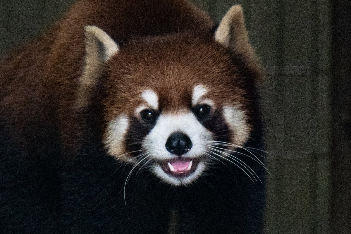 トリミングしすぎで粗々になったｗ
多摩動物公園のレッサーパンダ

#多摩動物公園 
#レッサーパンダ