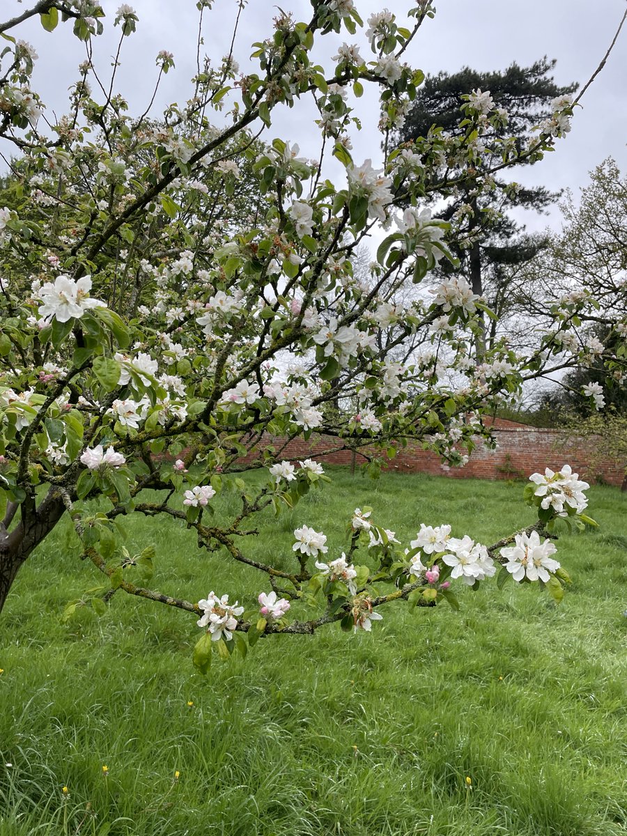 Come rain or shine, blossom is still making a splash! So, don your waterproofs and make the most of this season. #BlossomWatch