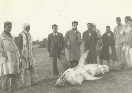 سمكة قرش ظهرت في سيدي خريبيش - بنغازي، 1961.. ويظهر في الصورة الاستاذ علي بوسنينة