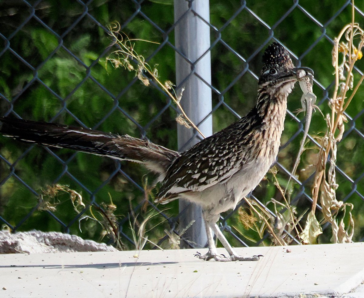 Roadrunner! With breakfast! Spotted on my first day in Tucson--in a parking lot. Roadrunners are faster than a human and can kill rattlesnakes! Beep-beep! 🥰🌵🥰#Roadrunner #Tucson #birding