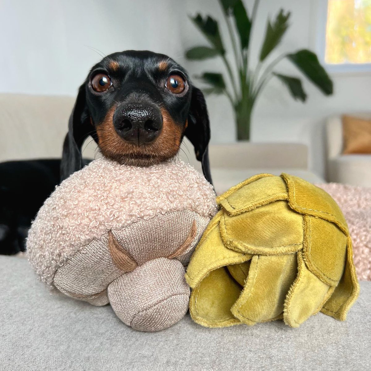 Wonderful toys (which they also use as pillows)
#Dachshund #Dachshunds