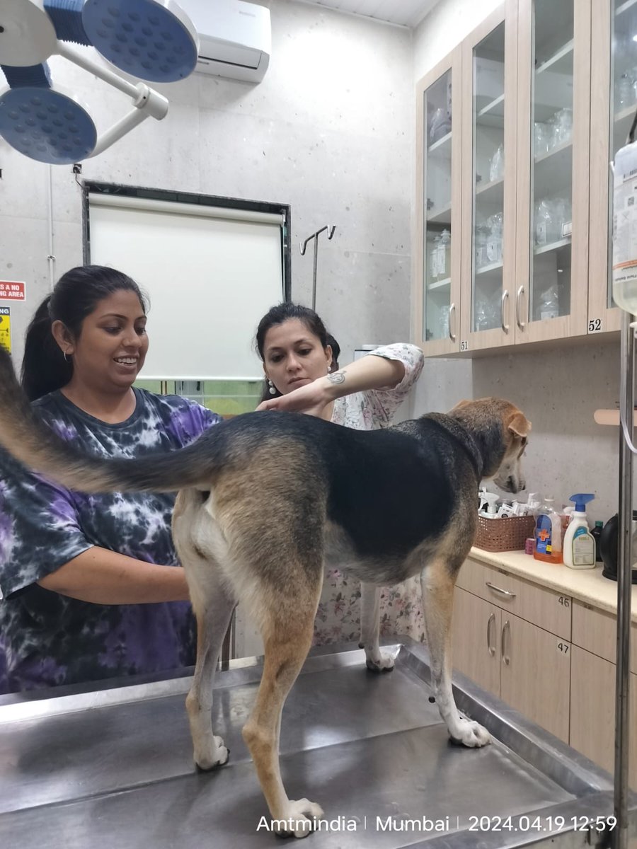 At AMTM, we strive to bring comfort and joy to every paw-sible patient! This weekend was no different. We love what we do! 😺🐶 #amtm #animalsmattertome #ngo #mumbai #petlovers #animallovers #veterinary