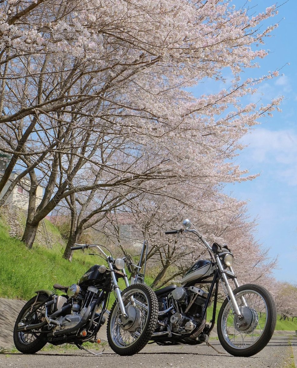 Ah spring is in the air and it's cherry blossom season. AAAAAHCHEwww! excuse me.... photo: @iuchopper #choppershit #choppers #becuasechoppers #chopitbuilditrideit #ironhead #shovelhead #motorcycles