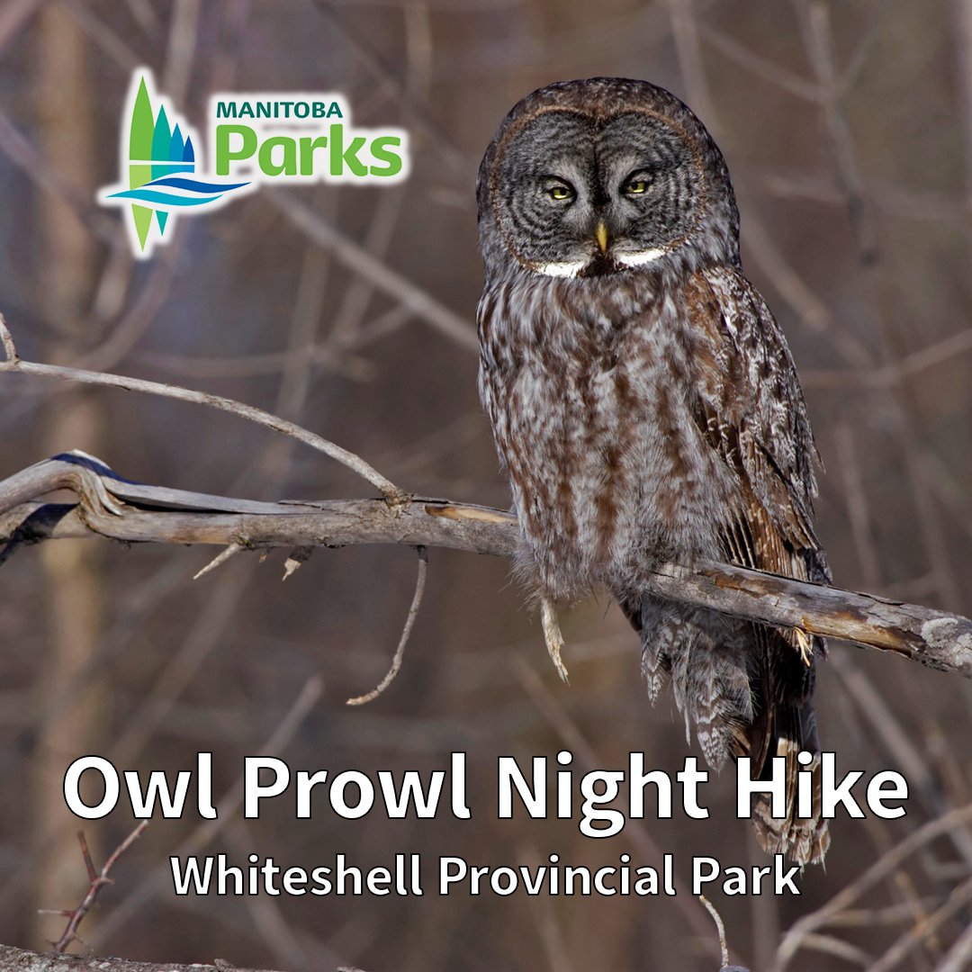 Join a Park Interpreter for an evening hike to the Pine Point Rapids this Saturday. We'll discover the variety of owls that live in Whiteshell Provincial Park and what makes these raptors unique. 🦉 Register here: bit.ly/4aPZlce
#ManitobaParks