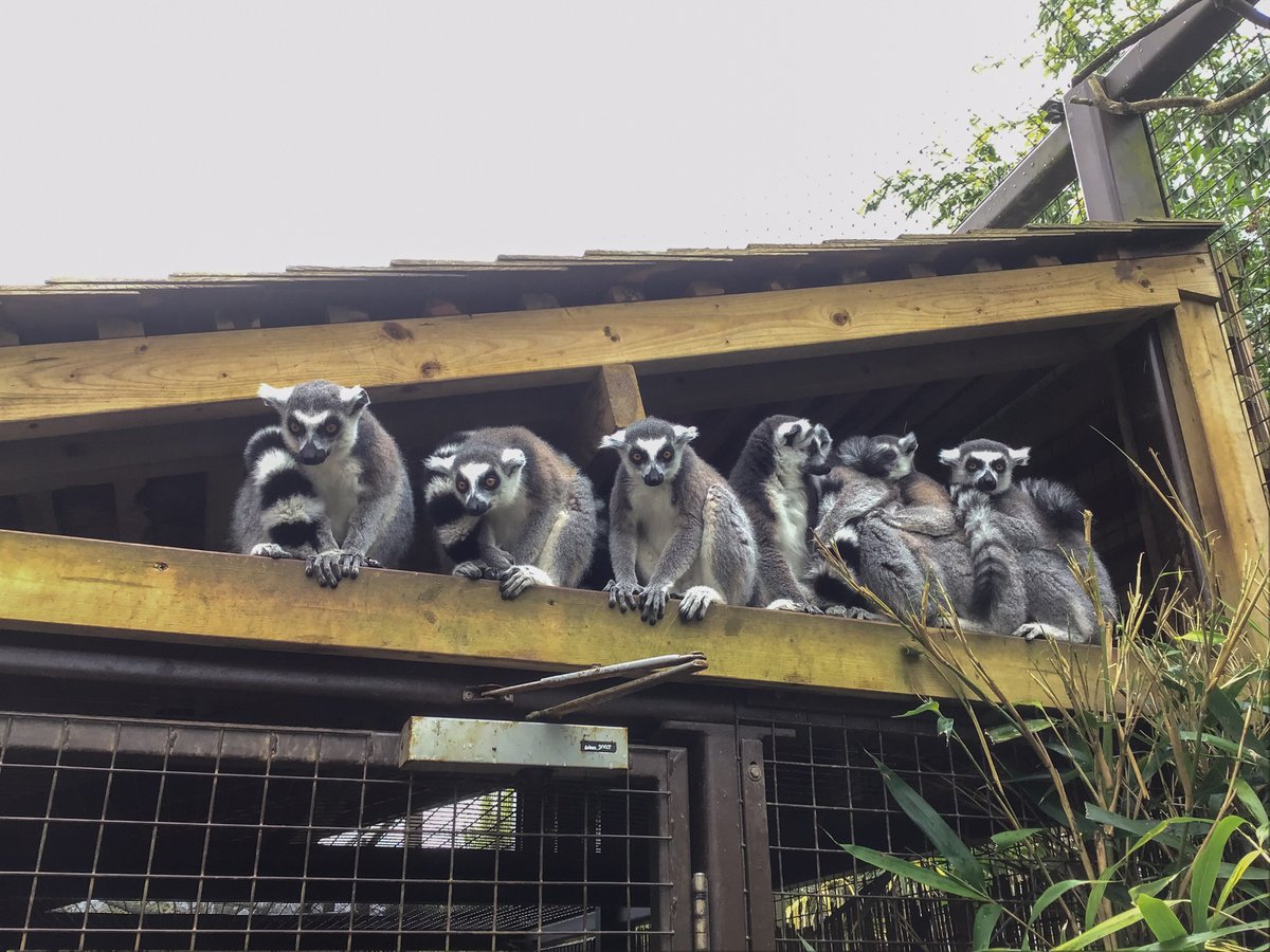 Thanks to @CotsWildTweets for a fantastic day for the Year 1 pupils on Friday - they learnt so much from zookeeper Izzy, saw lots of wild animals and enjoyed an ice-cream and ride on the steam train
headington.org/news/cotswold-…

#HeadingtonCurious #HeadingtonCollaborative