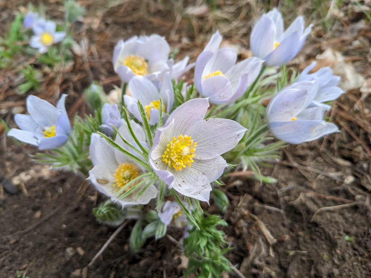 In celebration of Earth Day, we'd love to see your favorite nature photos! We've been appreciating early wildflowers including these pasque flowers. There are 30+ species native to meadows and prairies across much of the U.S. and Canada, blooming March-June. 📷 Tina Shaw/USFWS