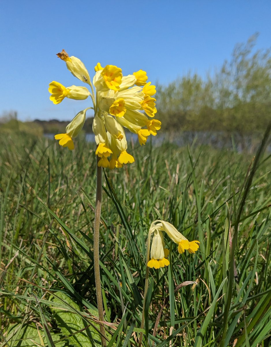 What better species to celebrate this #EarthDay than Cowslip (Primula veris) Showing signs of recovery following dramatic decline from 1930-1980, mainly due to loss of grasslands. The nodding heads with trumpet-like calyxes, lead to bright yellow, cup-shaped flowers. #NPMS