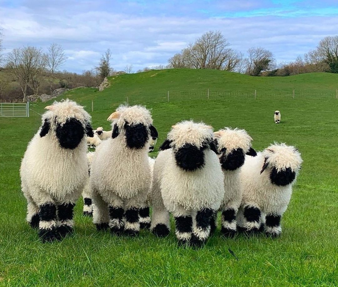 Das sind wallisische Schwarznasenschafe, die wohl niedlichsten Schafe auf der Welt.