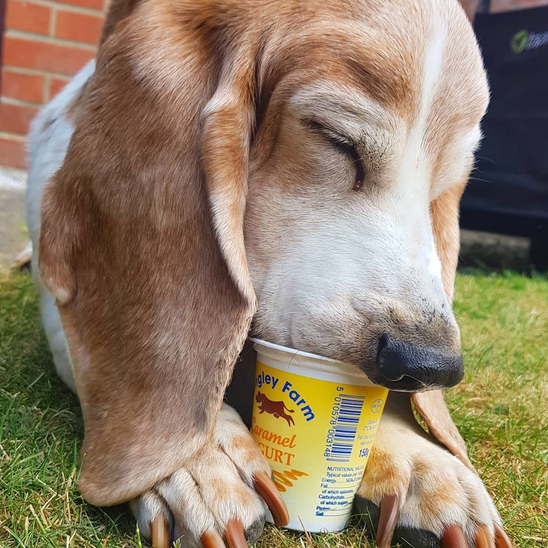 Albert the #bassethound looks to be enjoying his caramel yogurt. 🐶 via buff.ly/3Q57IZG #MondayMotivation #MondayFunday #ManicMonday #MilkmanService #DailyDelivery #LocalProduce #SupportLocalBusinesses #ShopSmall #SupportLocalBusinesses #ShopSmall #ShopLocalUK #FarmFresh