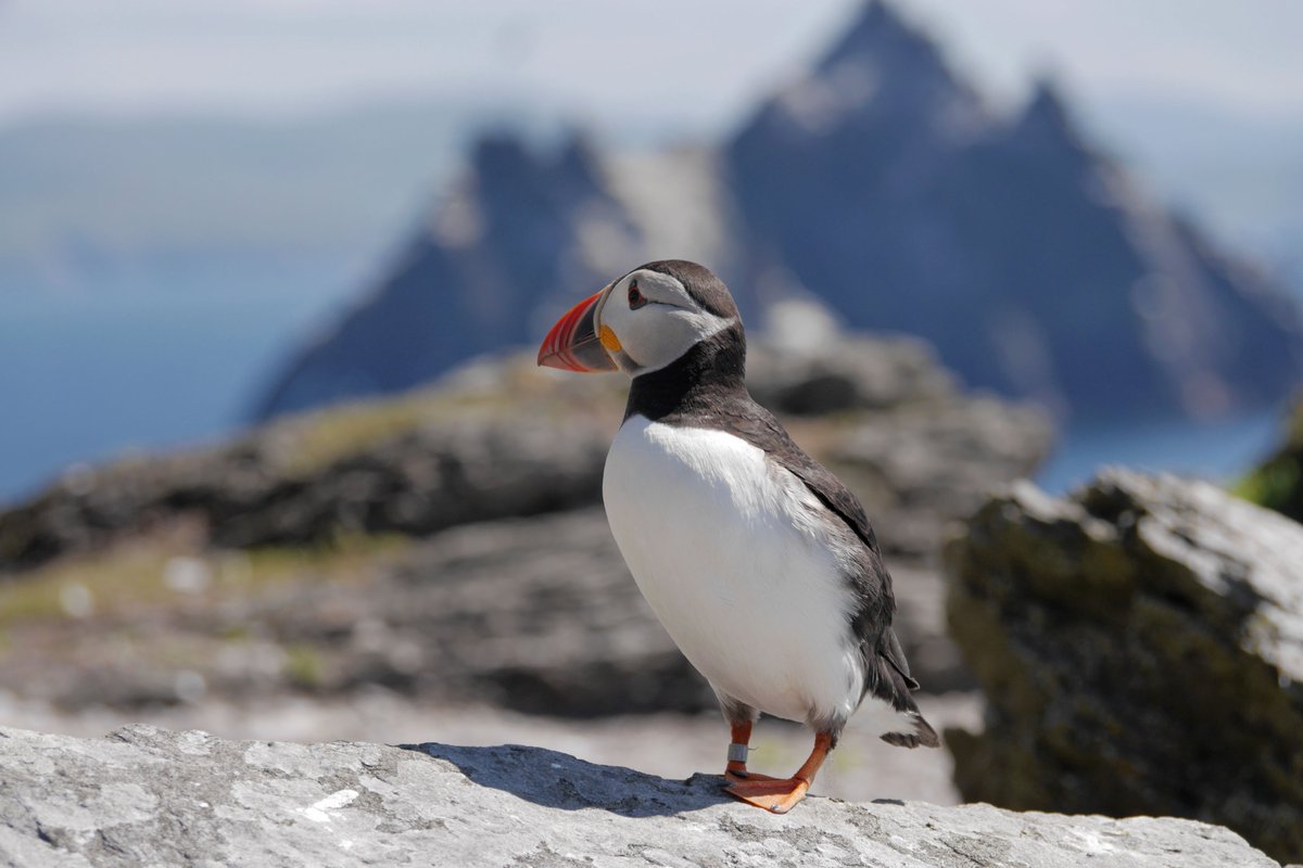 What a fantastic way to mark #EarthDay with the government’s announcement of a new marine national park in Kerry 'Páirc Náisiúnta na Mara Ciarraí'. Covering over 70,000 acres, this development is a crucial step in safeguarding Ireland's precious natural and built heritage across…