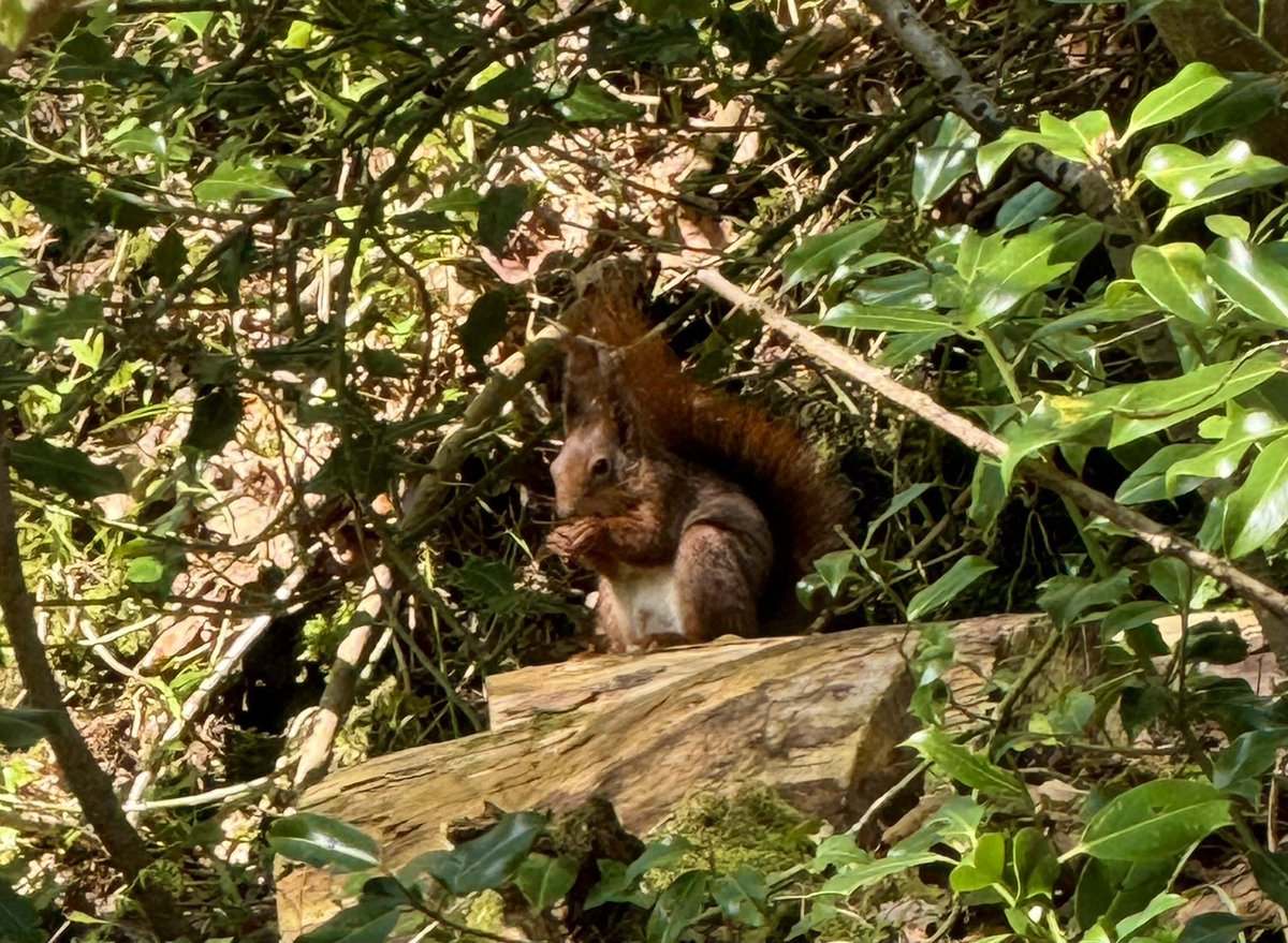 Back from a long weekend in North Wales, mostly Anglesey. Good to catch up with a few old favourites on my first visit since 2021 and a successful first try for Red Squirrel at Llangefni.