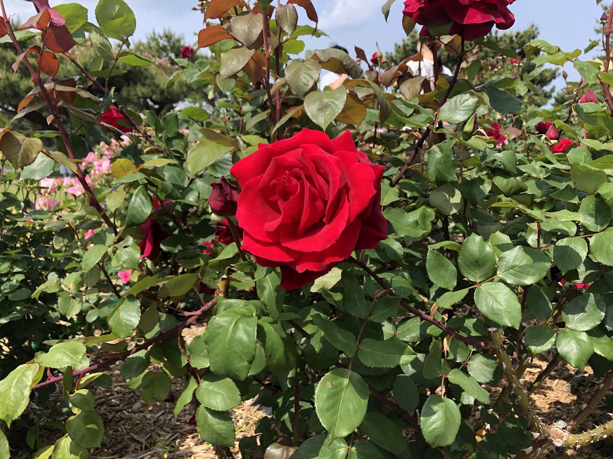 今日もお疲れ様でした😃
いいねのお返しが完了いたしました✅
明日もよろしくお願いします😊