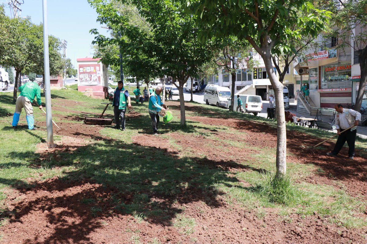 Yemyeşil bir Haliliye için! 💚 🔸 Çevre Koruma ve Kontrol Müdürlüğümüze bağlı ekiplerimiz, park ve yeşil alanlarımızda çim ekim ve biçme çalışmalarını devam ettiriyor. 🧑‍🌾