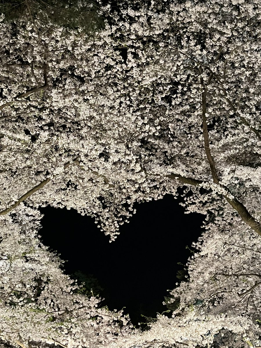 pacho1009's tweet photo. 花見行ってきた〜 https://t.co/oSZuiBz2lC