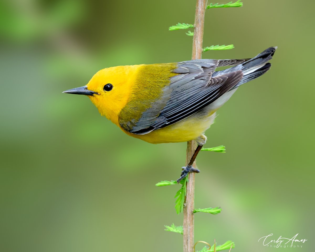 The ever photogenic Prothonotary Warbler.
.
ko-fi.com/corbyamos
.
linktr.ee/corbyamos
.
#birdphotography #birdwatching #BirdTwitter #twitterbirds #birdpics #BirdsofTwitter