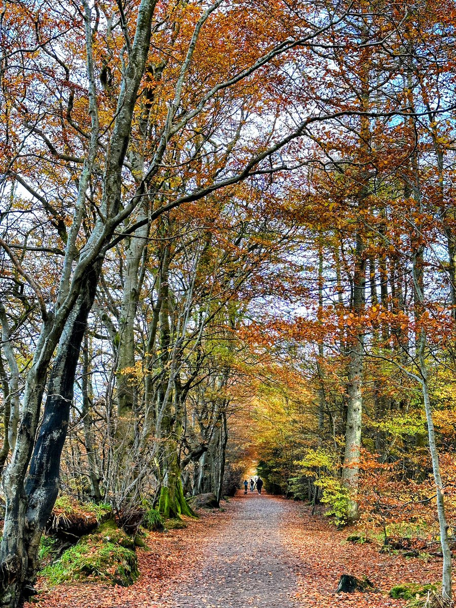 @StormHourMark An autumn walk through Hazelhead park, Aberdeen.