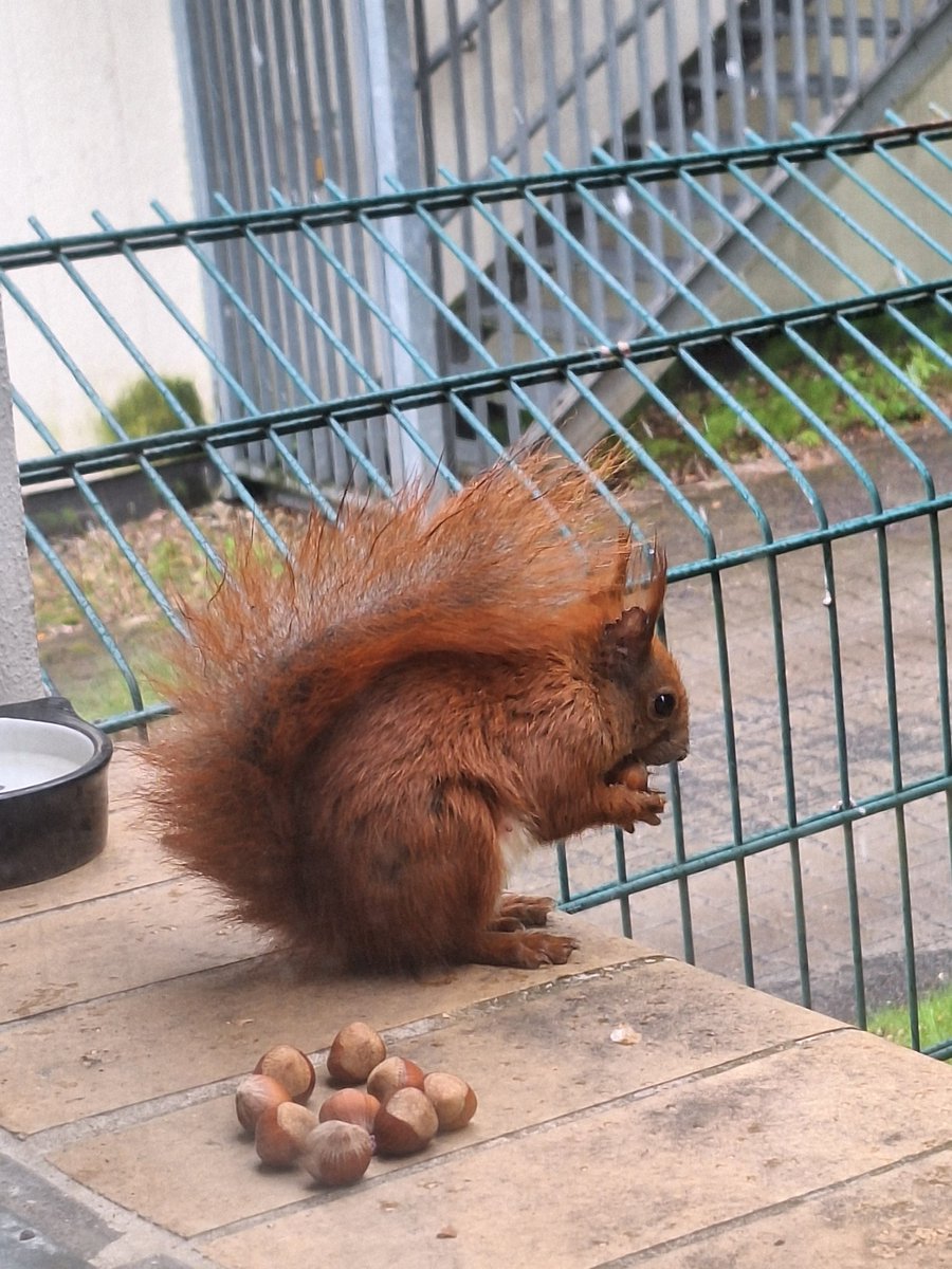 Robin - die Frisur hält, auch bei Regen und Graupel.

#Bibliothekshörnchen