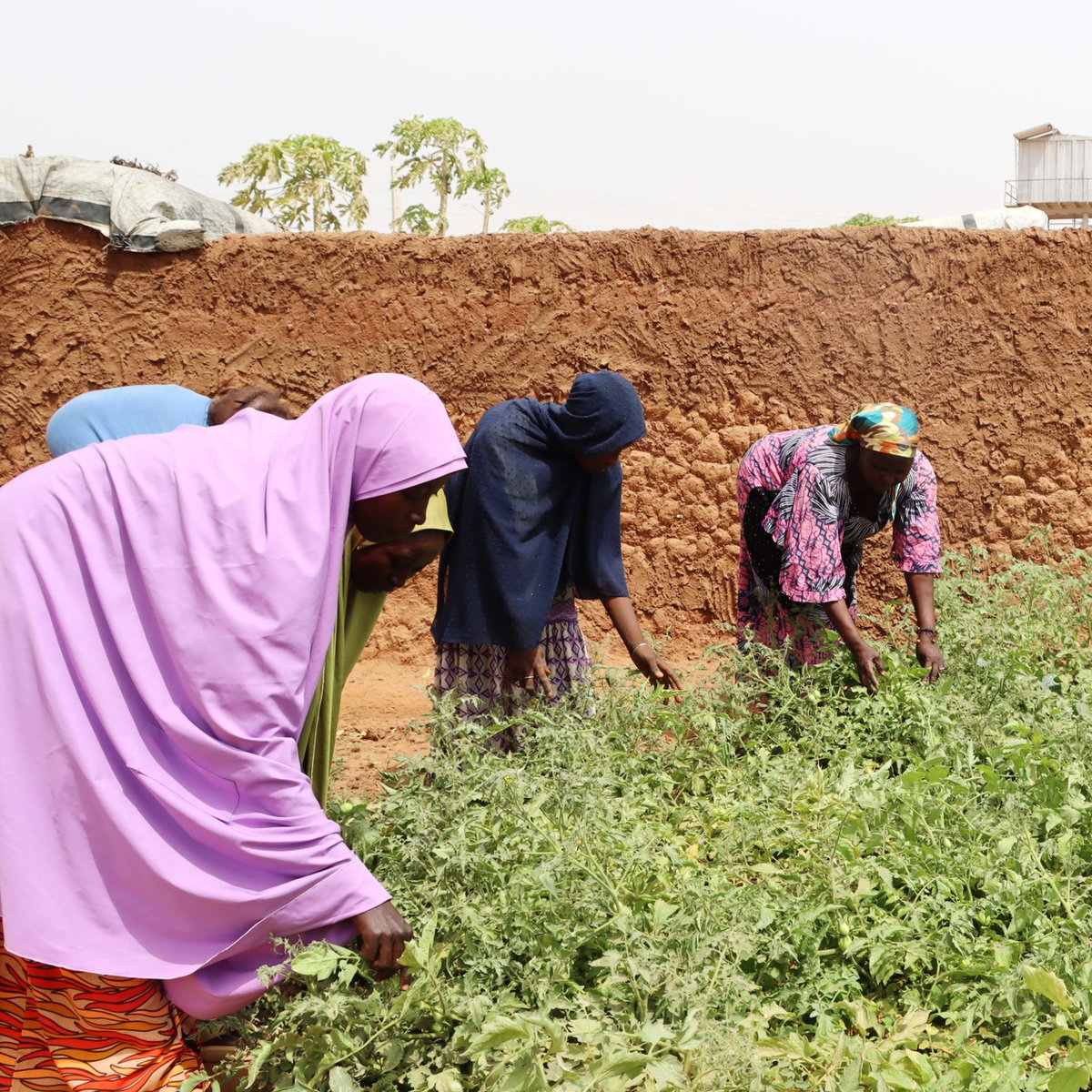 The #ClimateCrisis is making it harder for families to grow & access nutritious food. 🥗 Farming expert Rebecca Clement trains displaced women in climate-smart farming, so they can grow healthy foods for their families. 👩🏽‍🌾 Read more: vist.ly/zusu #EarthDay