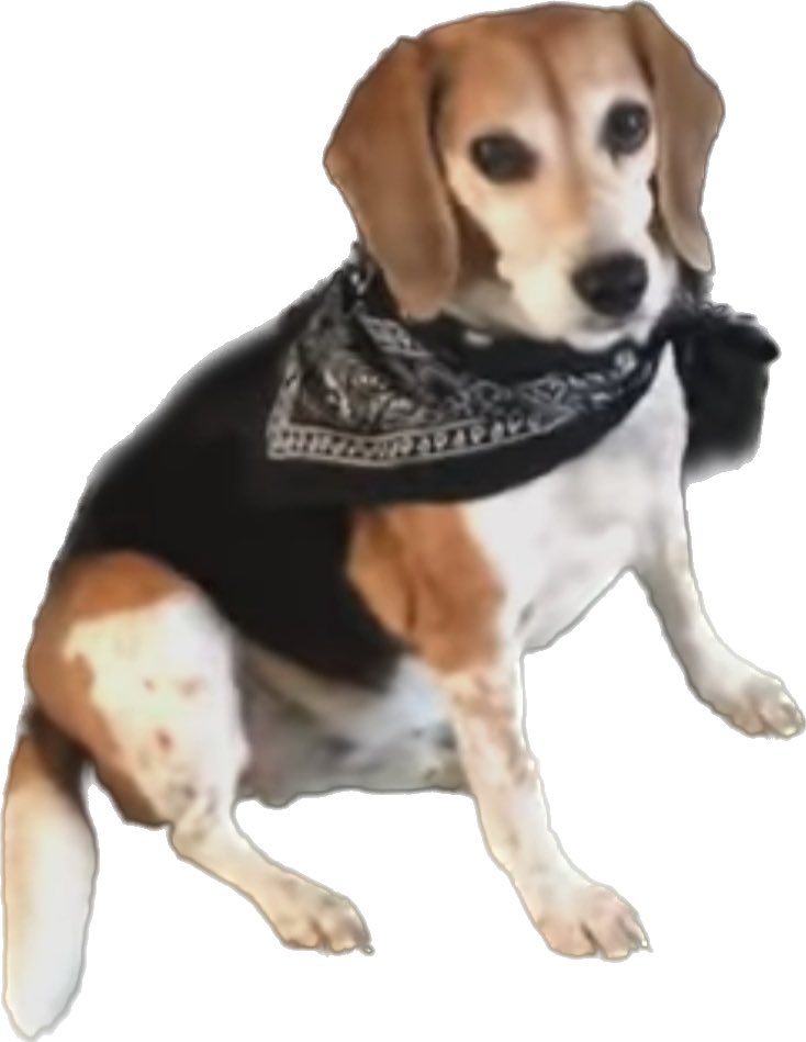 _beagleTV's tweet photo. #NationalBeagleDay https://t.co/CNb9kdnsBj