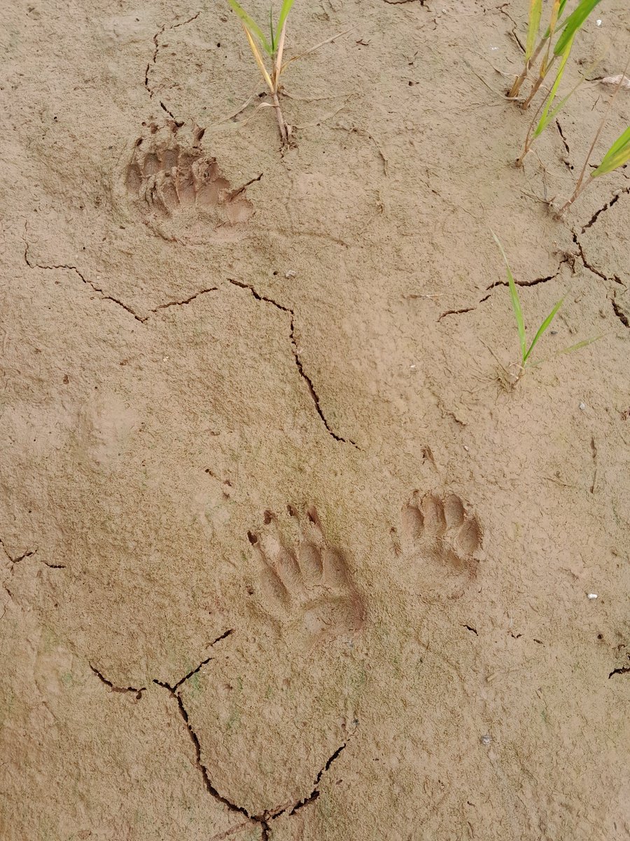 Perfect #badger print set on wet mud. Right front with claws and right rear next to each other, left front with left rear overprint. #Herefordshire #MammalWeek @HerefordshireWT @BadgerTrust @Mammal_Society