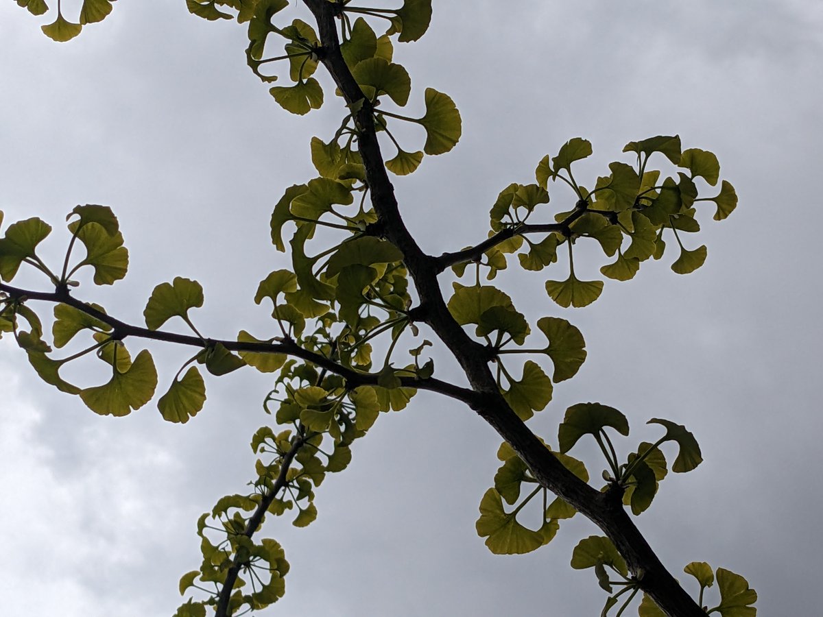 a pentagram of Ginkgo 🍃