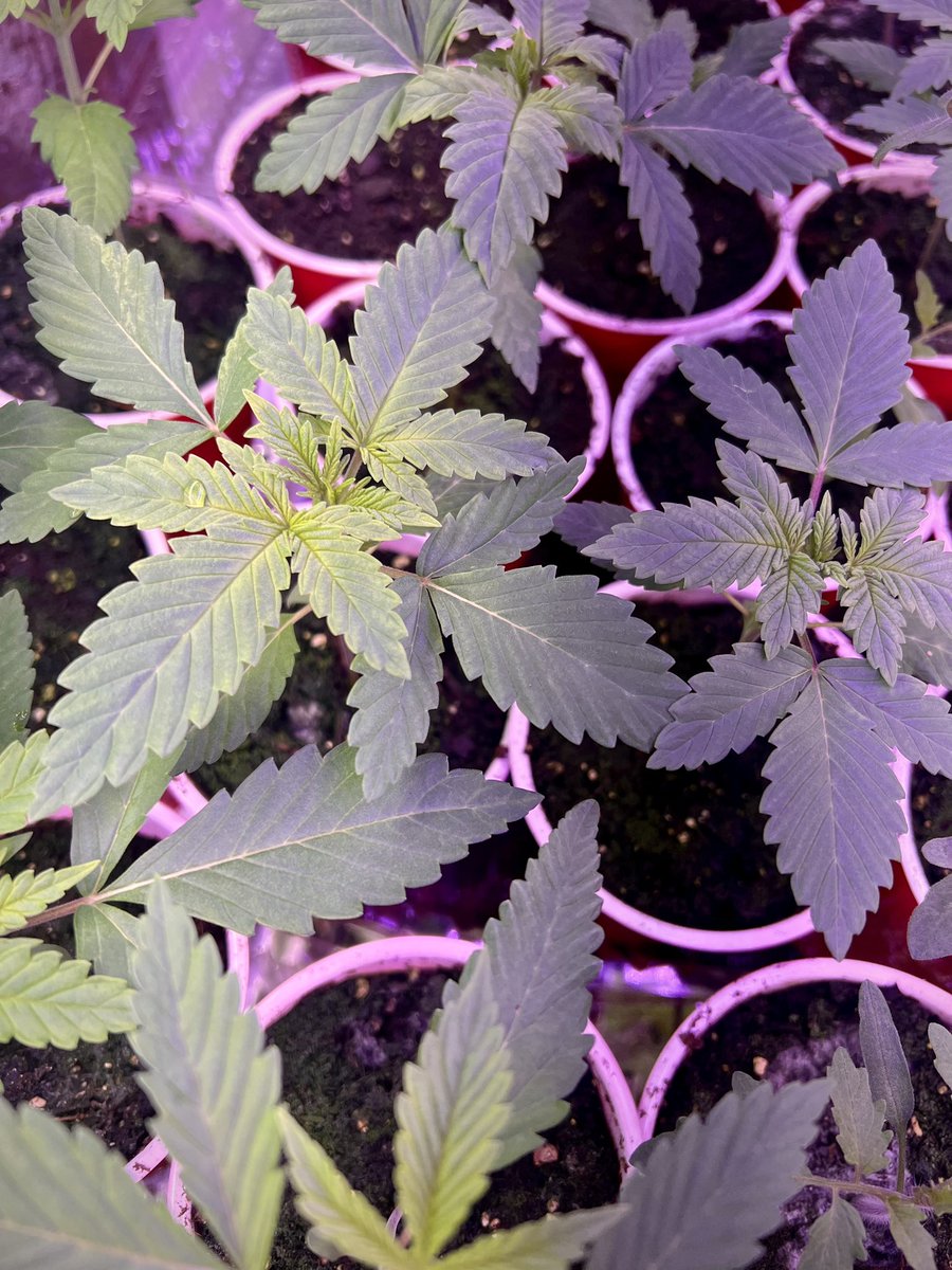 The Last Farm tweet media