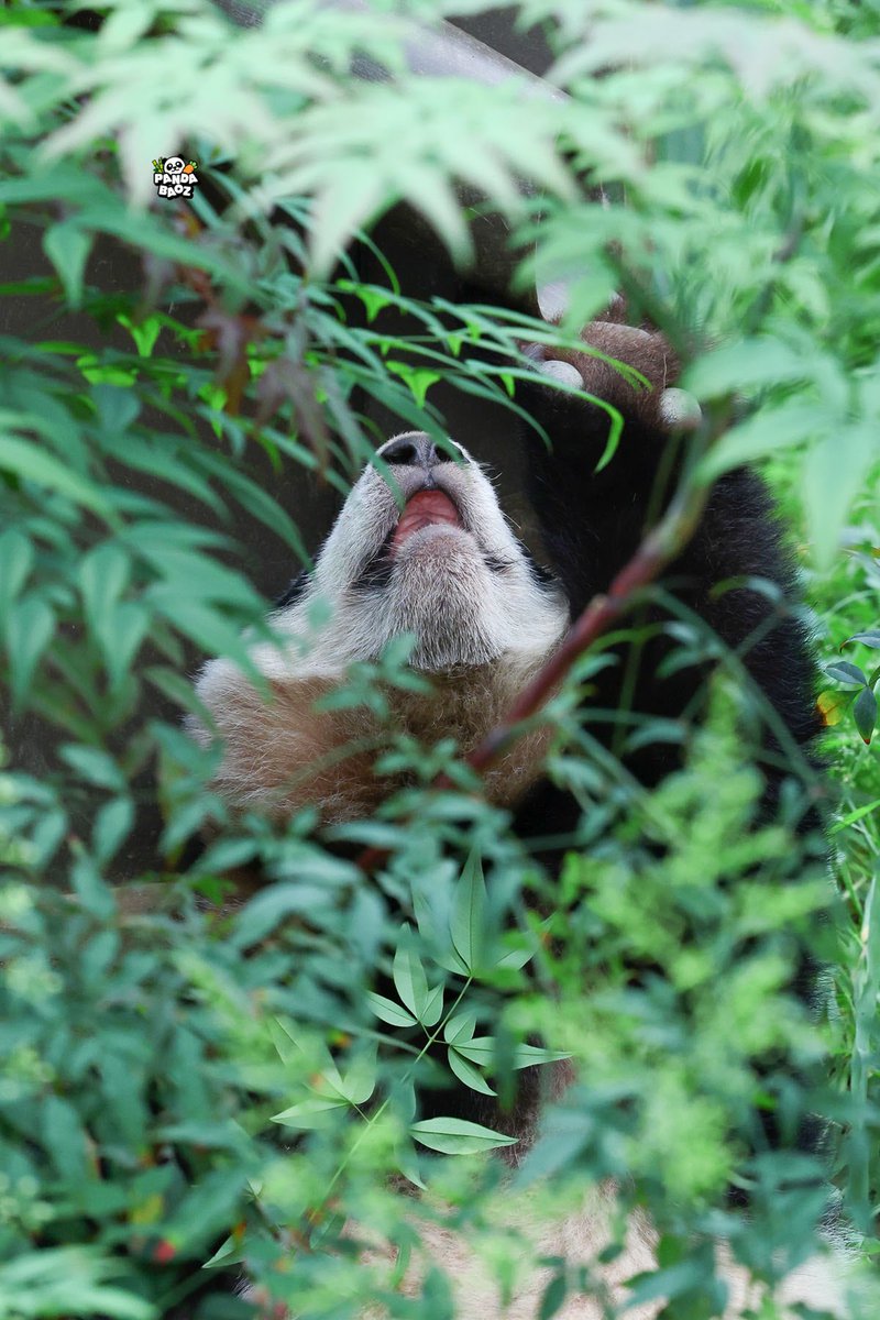 240422
대나무의 싱이시여
저에게 맘마를 마니마니 내려주또떠🍼
#루이바오 #Ruibao #睿宝
