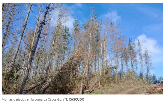 La enfermedad de la banda marrón o peste del pino está causando estragos en los pinares asturianos, especialmente en la variedad radiata que abunda en el Occidente. Por el momento el director general de Gestión Forestal, Javier Vigil, ha dado a conocer las seis especies que se