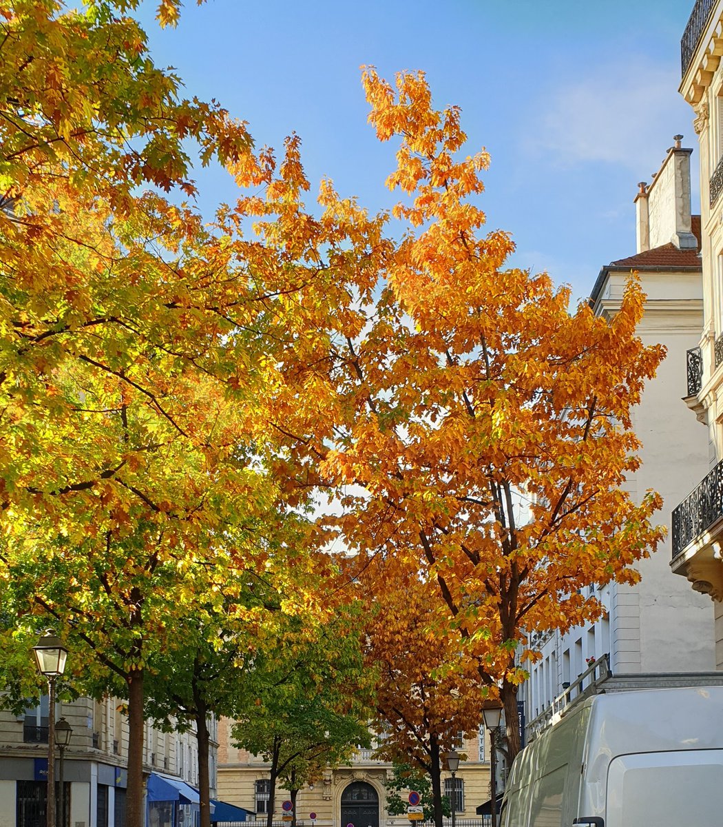 Ritztomar20's tweet photo. @DailyPicTheme2 Autumn leaves https://t.co/gBUxzsNMT7